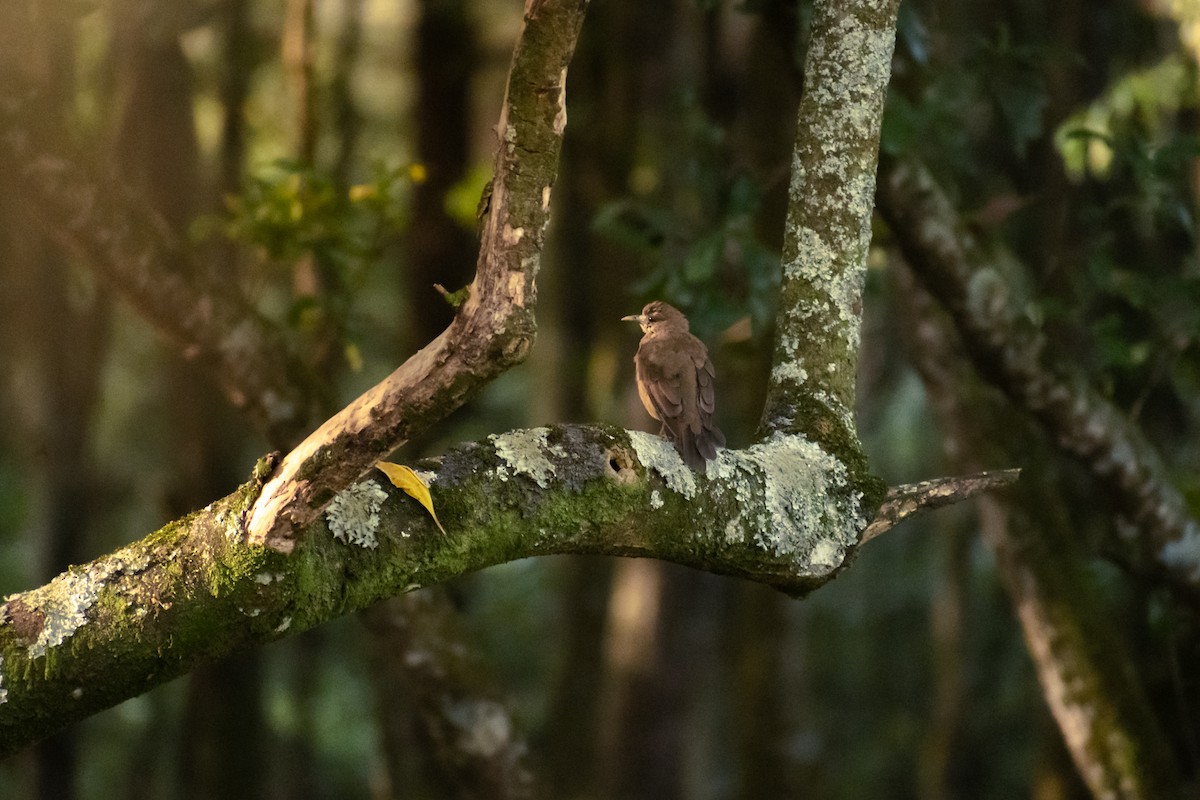 Clay-colored Thrush - ML643375931