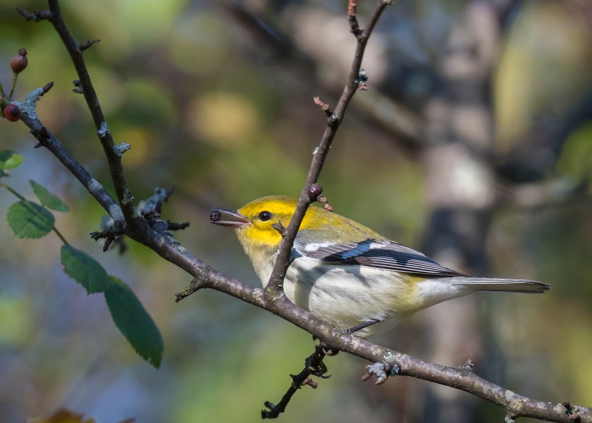 Black-throated Green Warbler - ML643375942