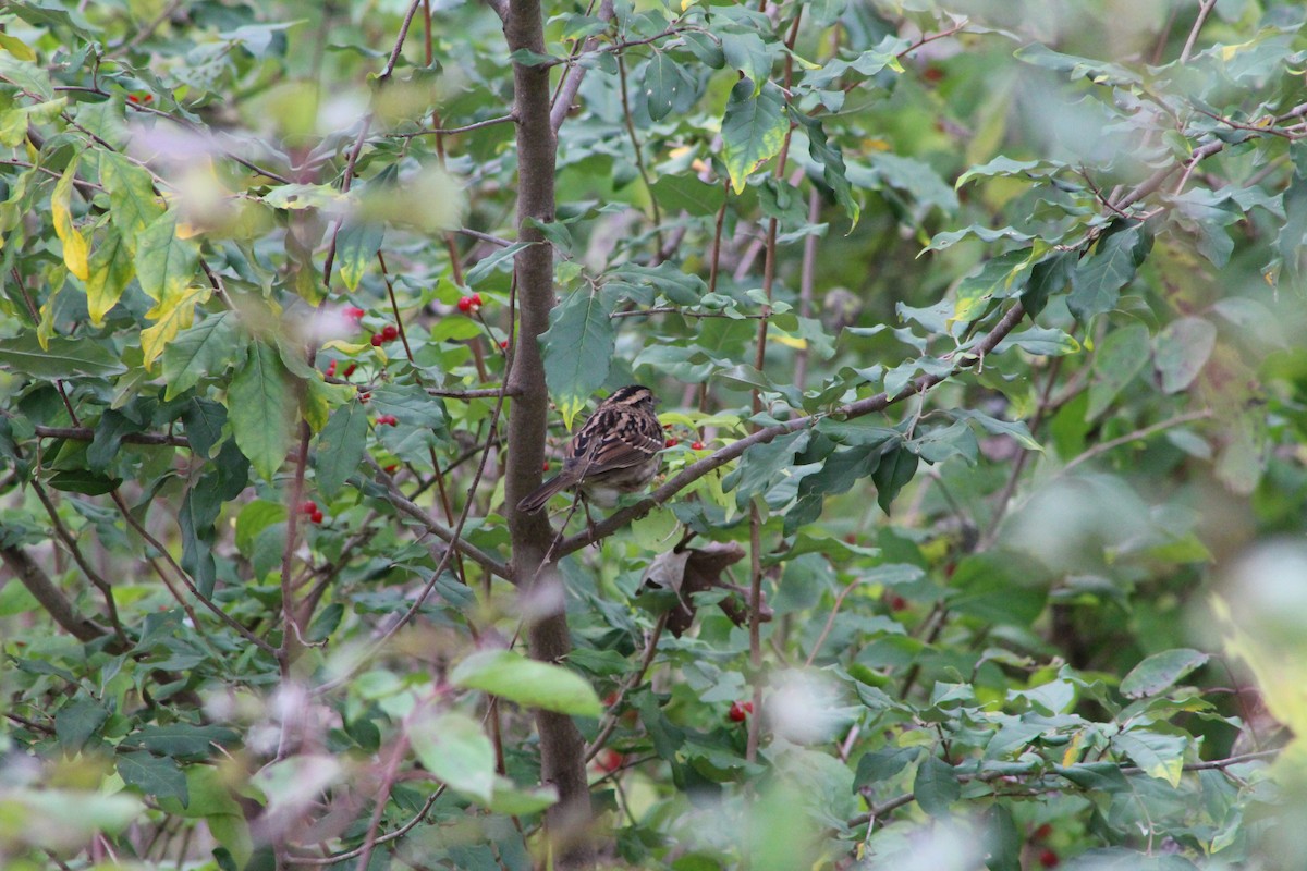 White-throated Sparrow - ML643375970