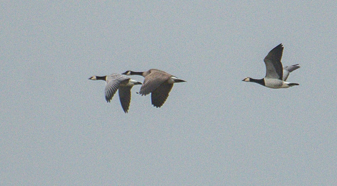 Canada Goose (canadensis Group) - ML643375975