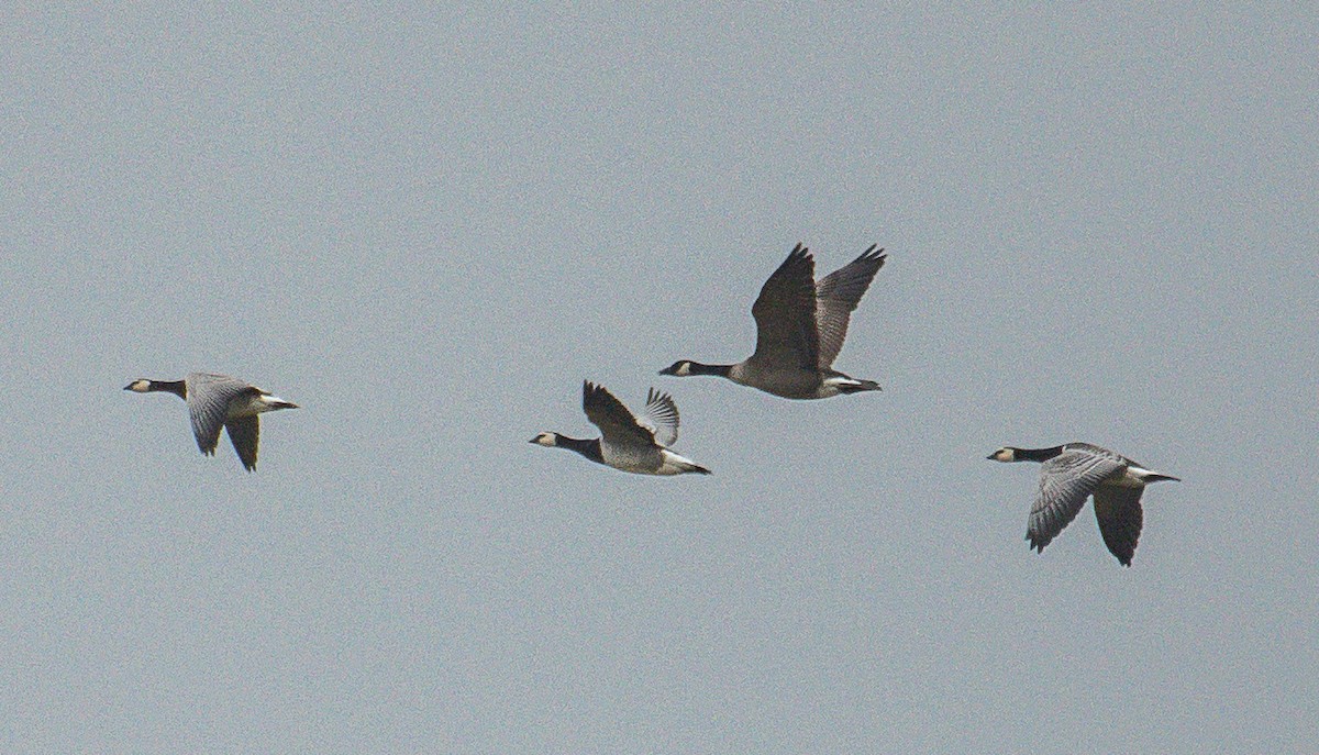 Canada Goose (canadensis Group) - ML643375976