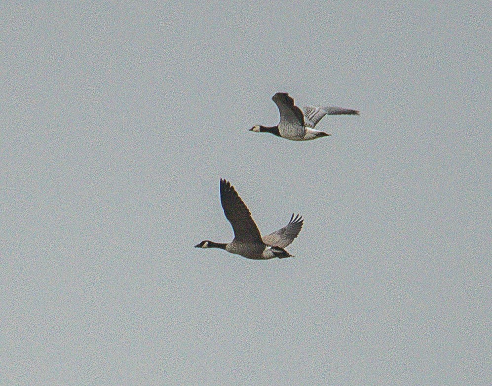 Canada Goose (canadensis Group) - ML643375988