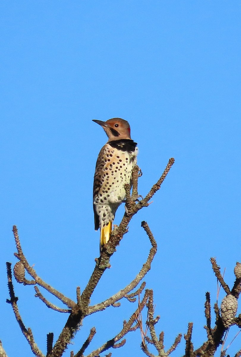 Northern Flicker - ML643375995