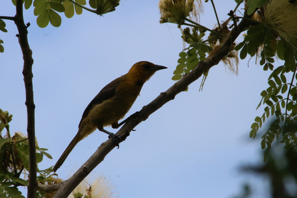 Orange-crowned Oriole - ML643375997