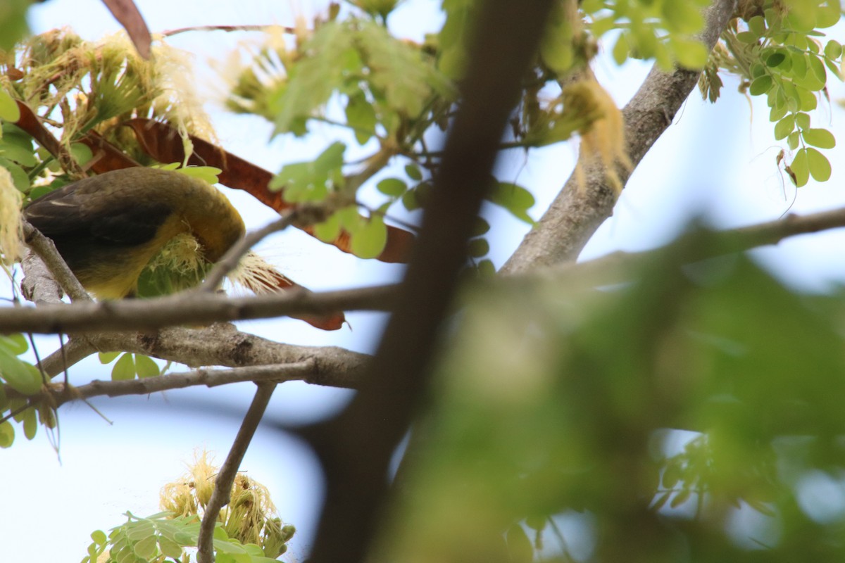 Orange-crowned Oriole - ML643375998