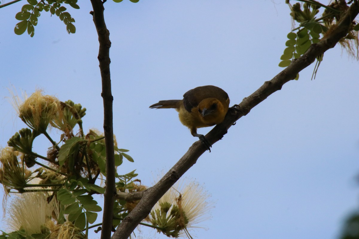 Orange-crowned Oriole - ML643375999
