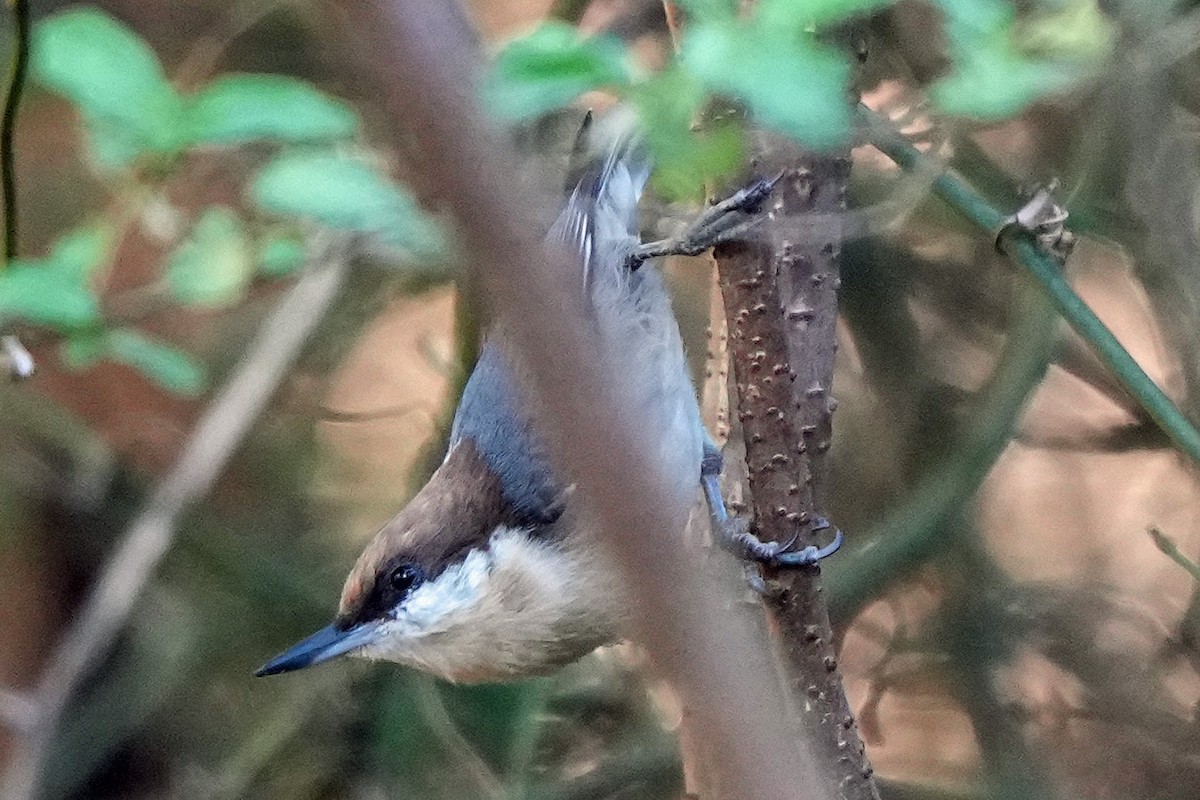 Brown-headed Nuthatch - ML643376004