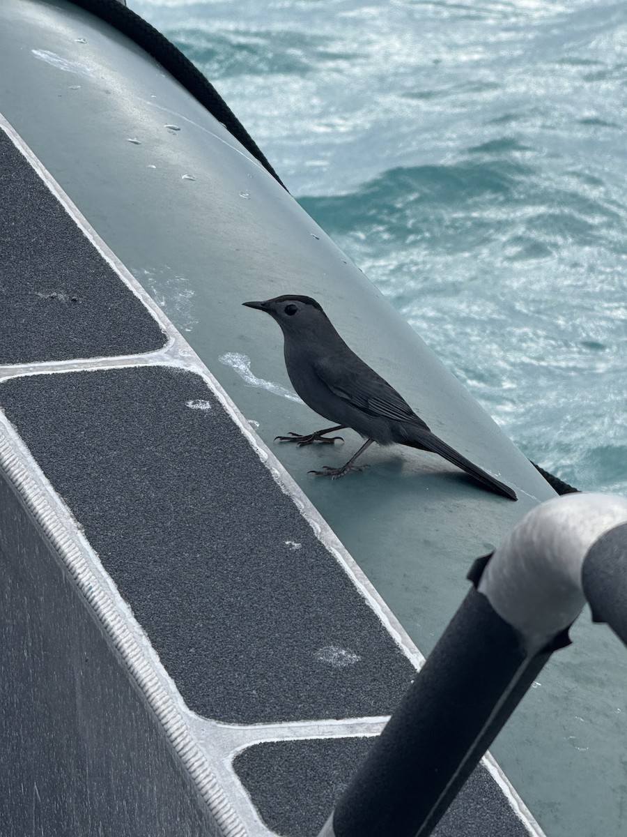 Gray Catbird - ML643376011