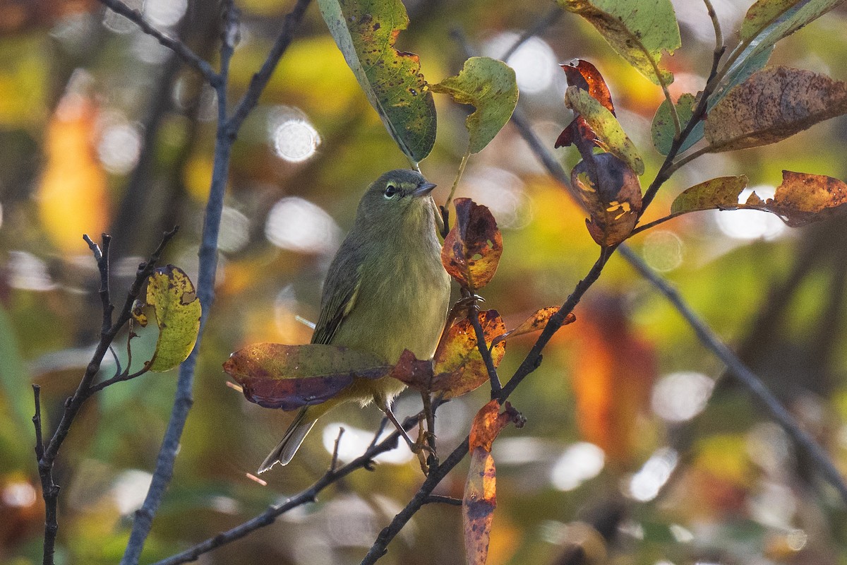 Orange-crowned Warbler - ML643376017