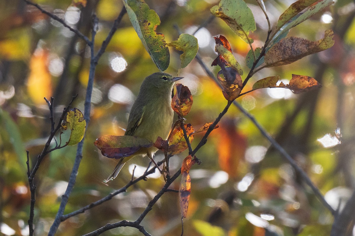 Orange-crowned Warbler - ML643376018