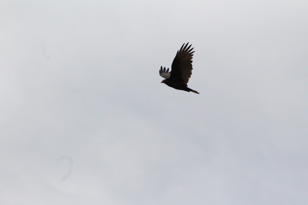 Turkey Vulture - ML643376019
