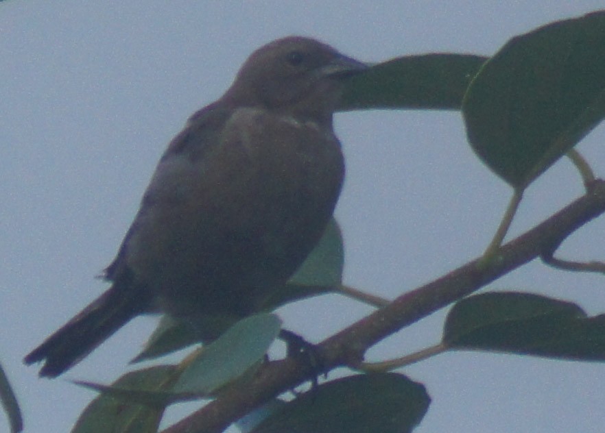 Shiny Cowbird - ML643376035