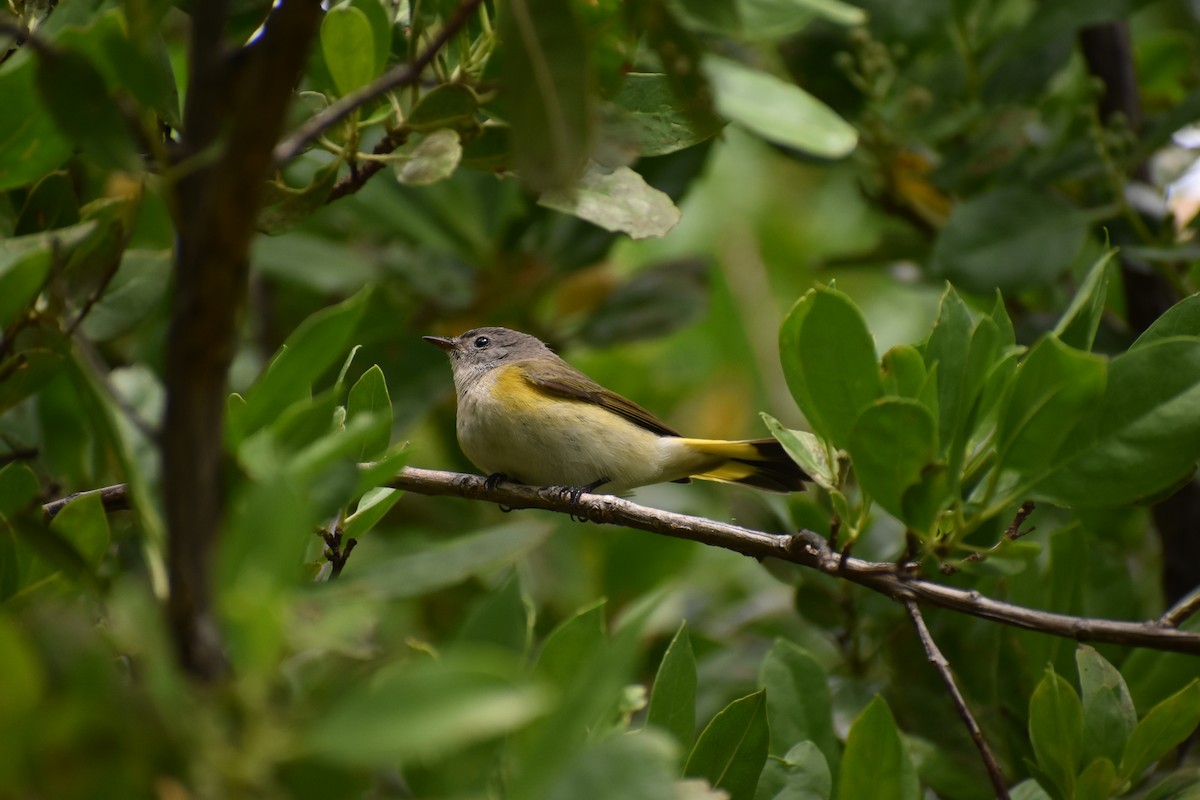 American Redstart - ML643376040