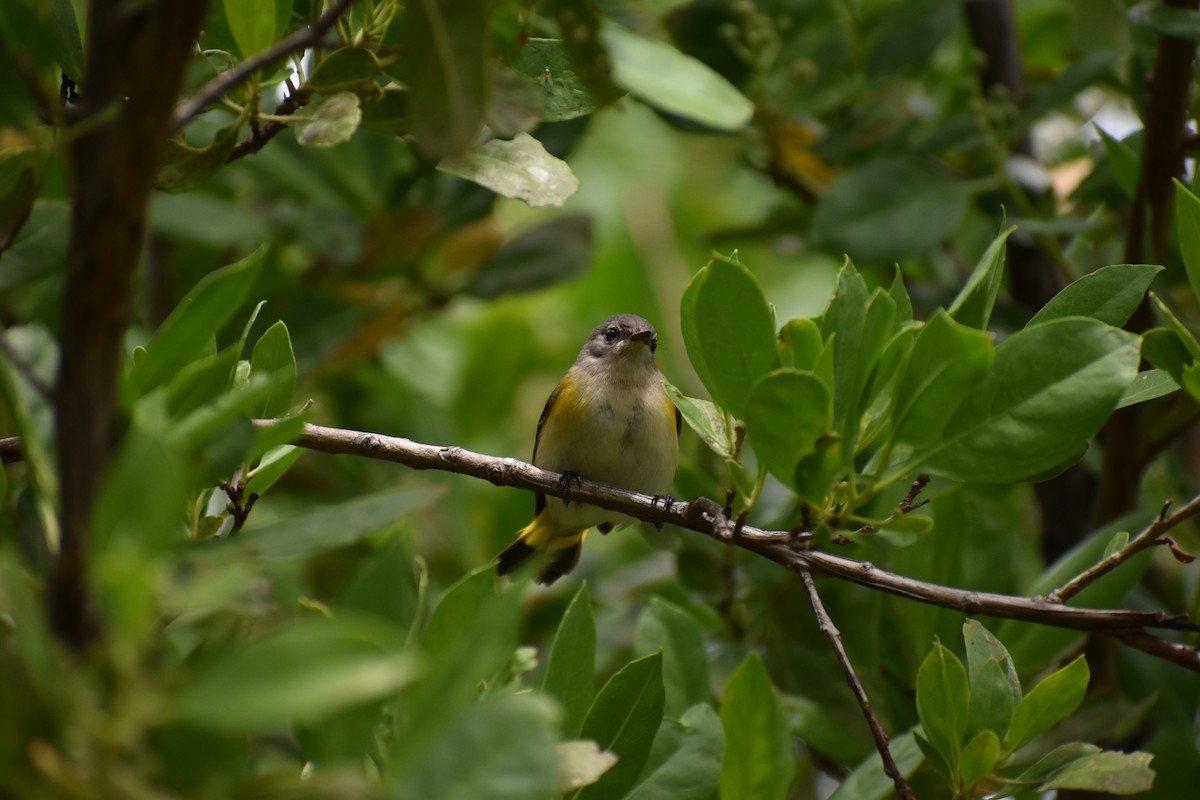 American Redstart - ML643376044