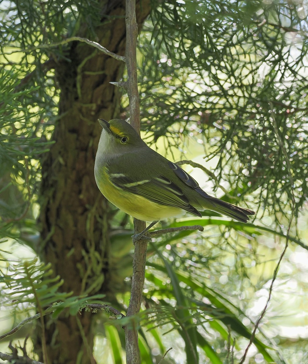 White-eyed Vireo - ML643376055