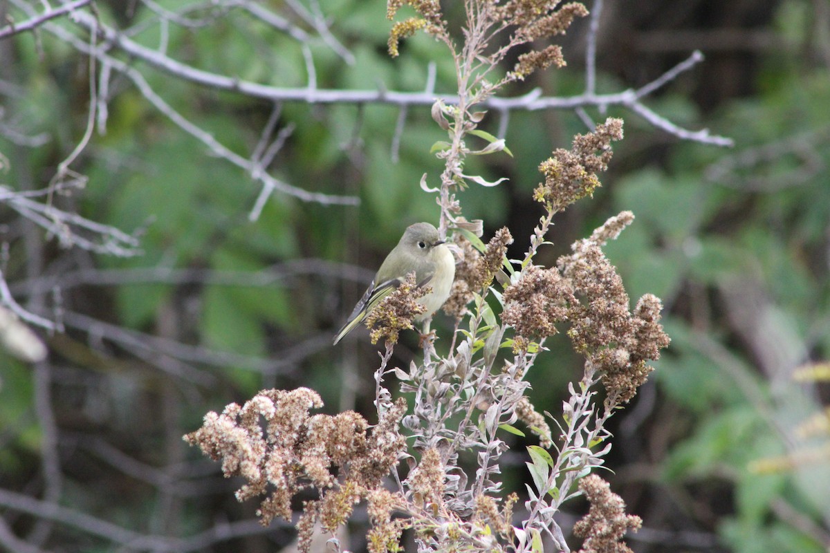 Ruby-crowned Kinglet - ML643376123