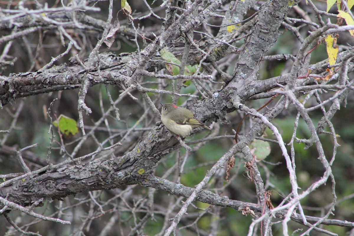Ruby-crowned Kinglet - ML643376124