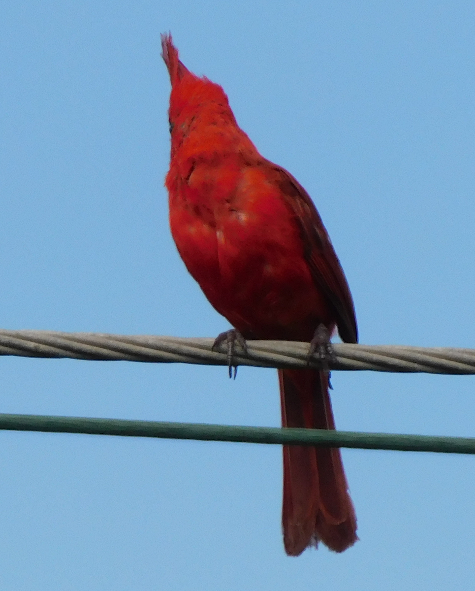Vermilion Cardinal - ML643376125