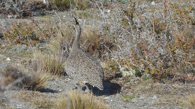 tinama argentinská - ML643376130