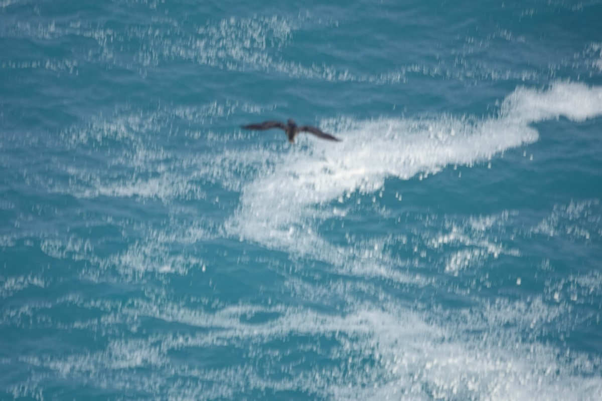 Cape Cormorant - ML643376139