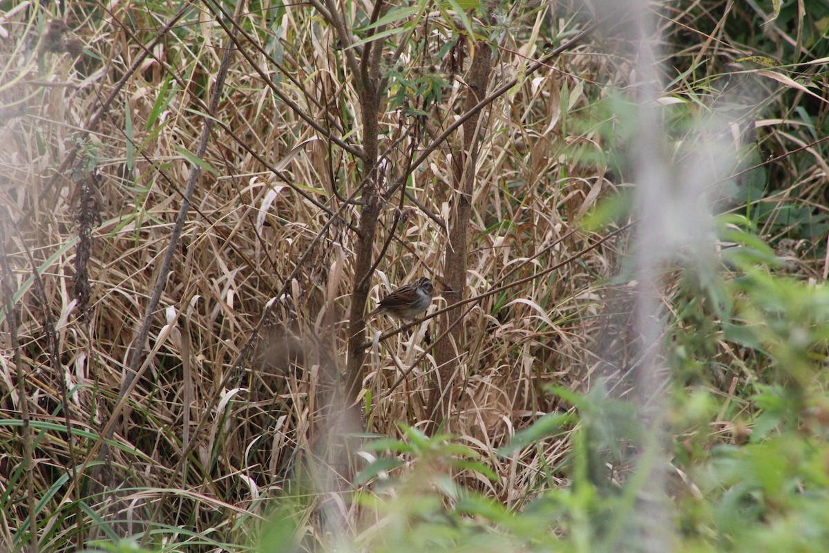 Swamp Sparrow - ML643376140