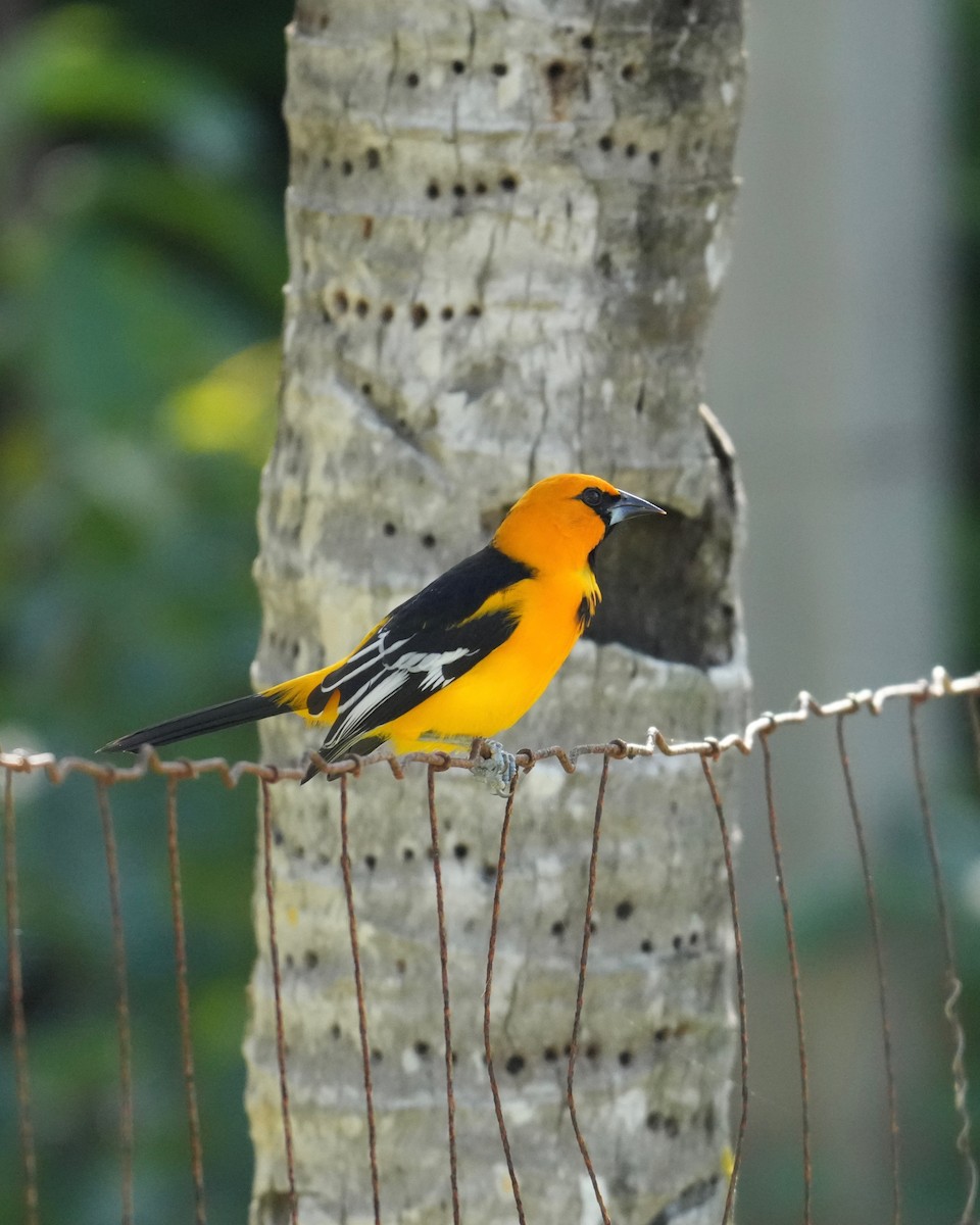 Oriole orange - ML643376148