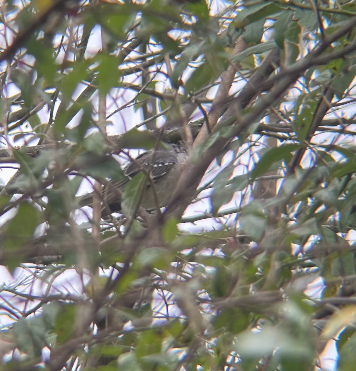 Northern Mockingbird - ML643376150
