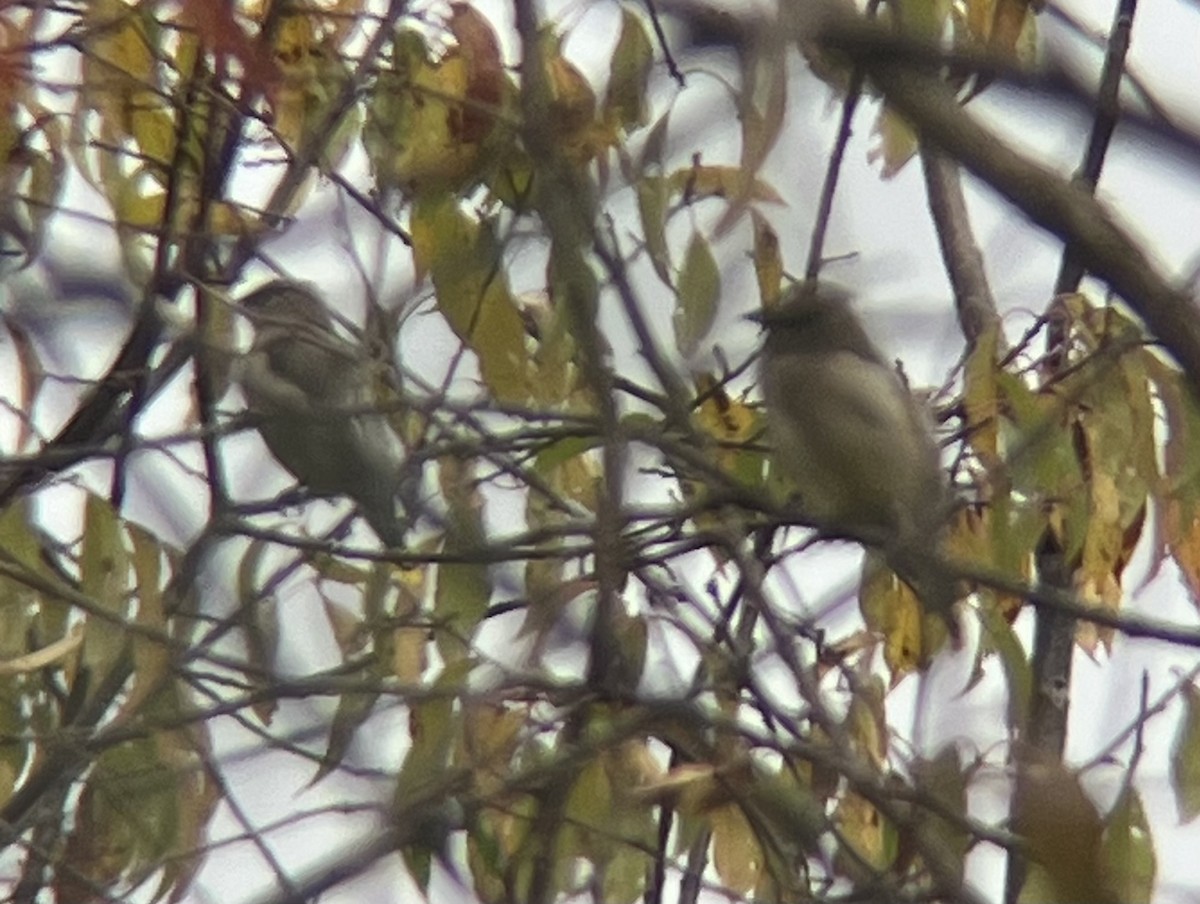 Cedar Waxwing - ML643376171