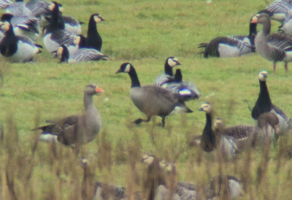Canada Goose (canadensis Group) - ML643376180