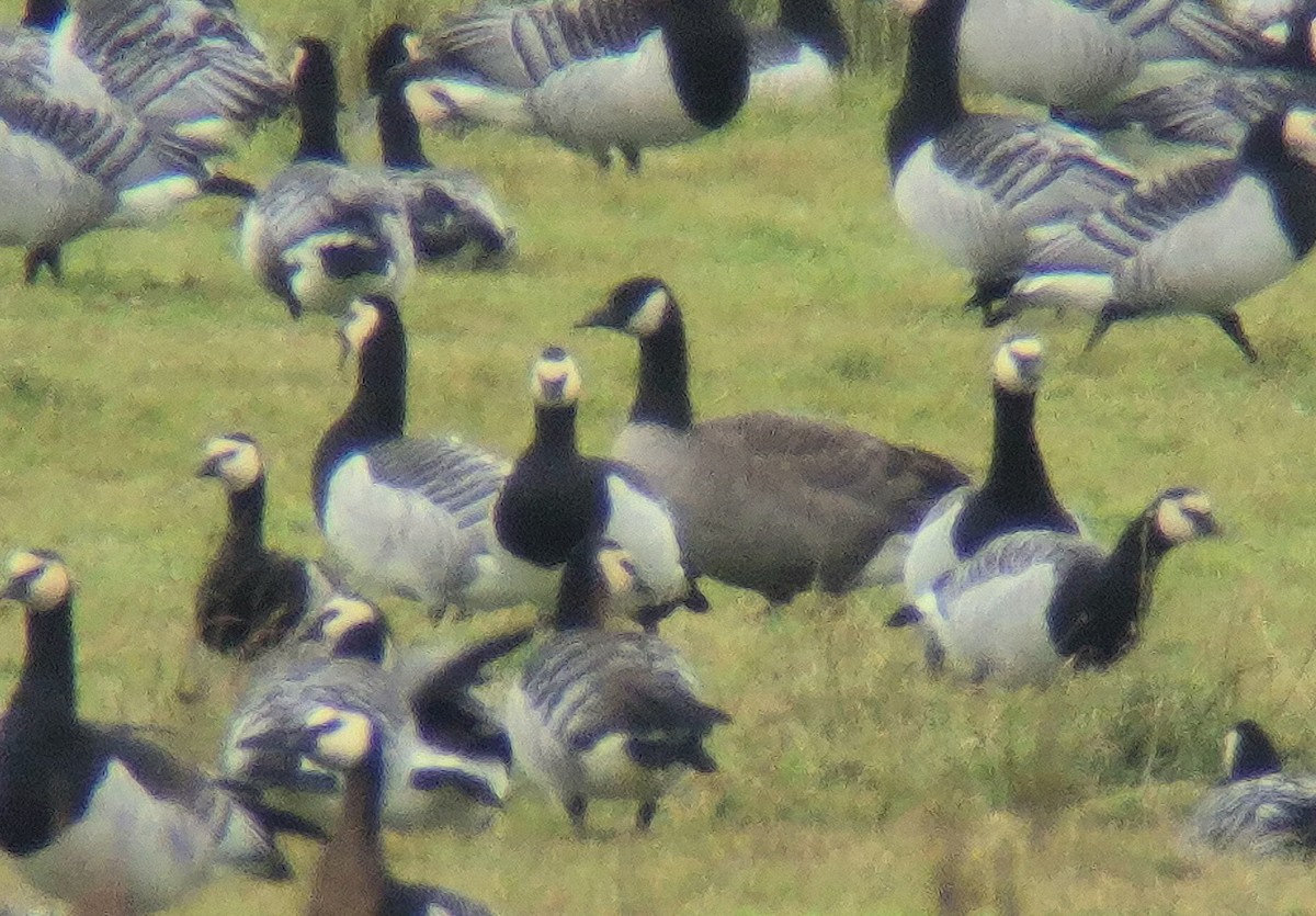 Canada Goose (canadensis Group) - ML643376181