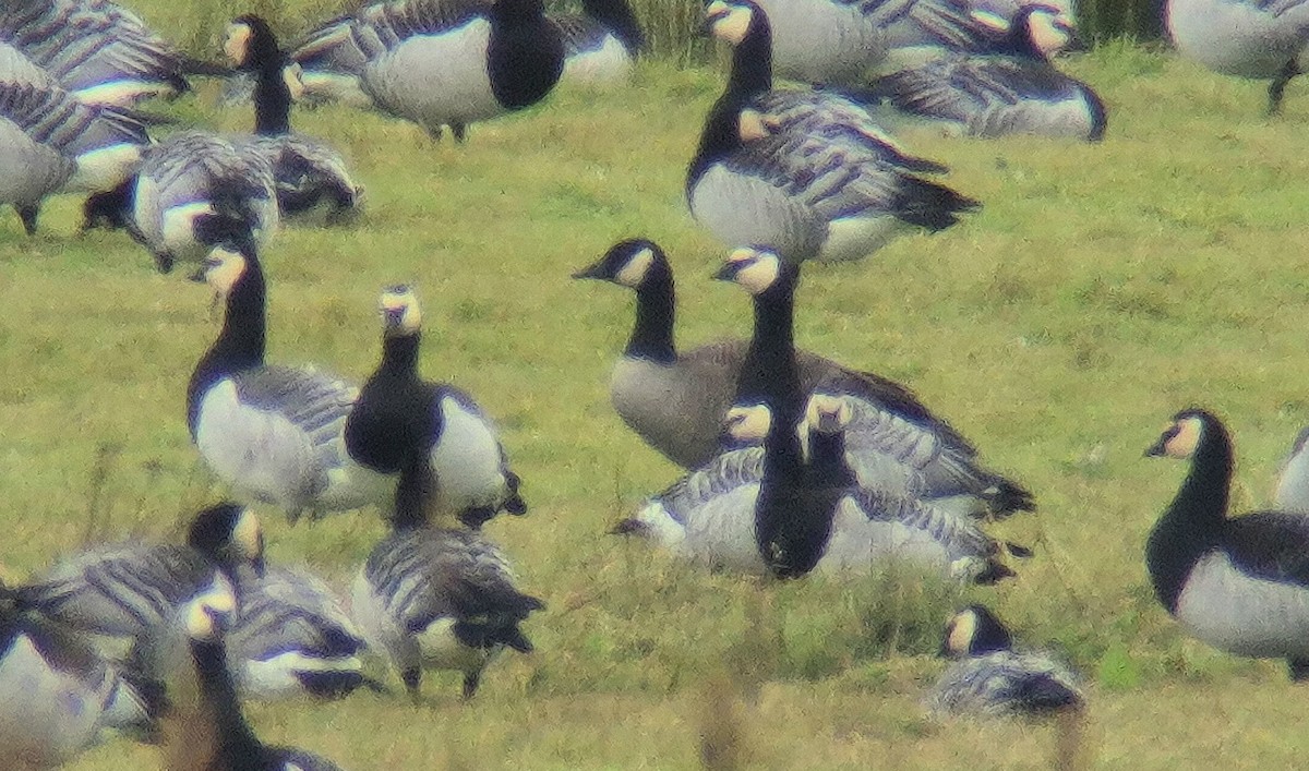 Canada Goose (canadensis Group) - ML643376182