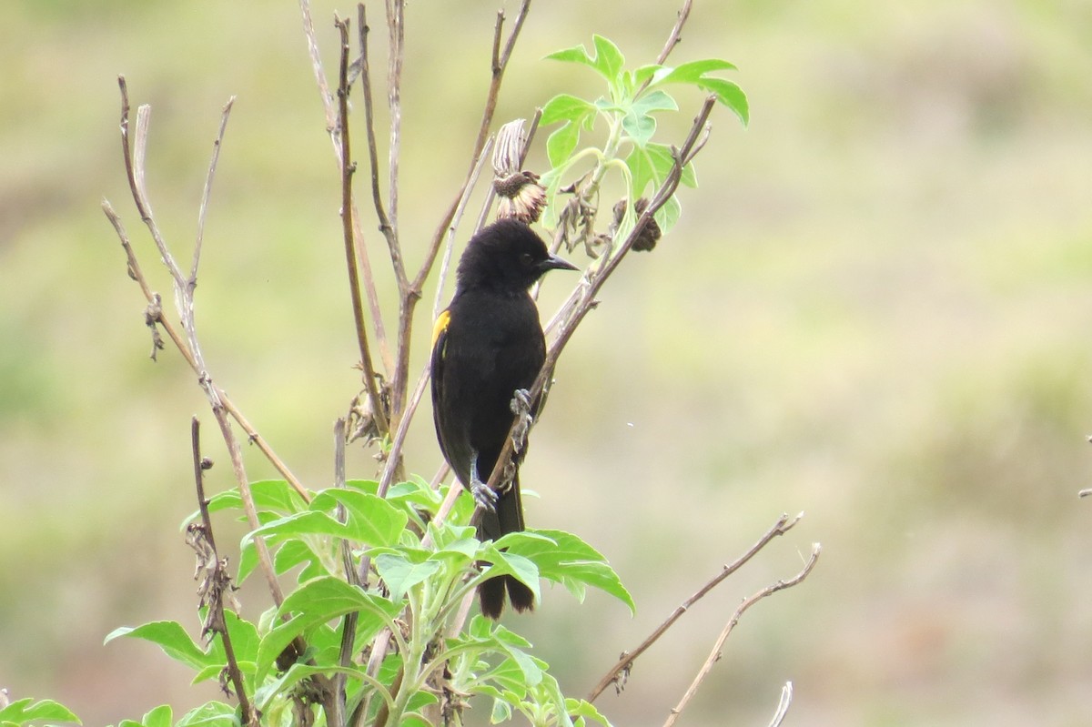 Variable Oriole - ML643376183