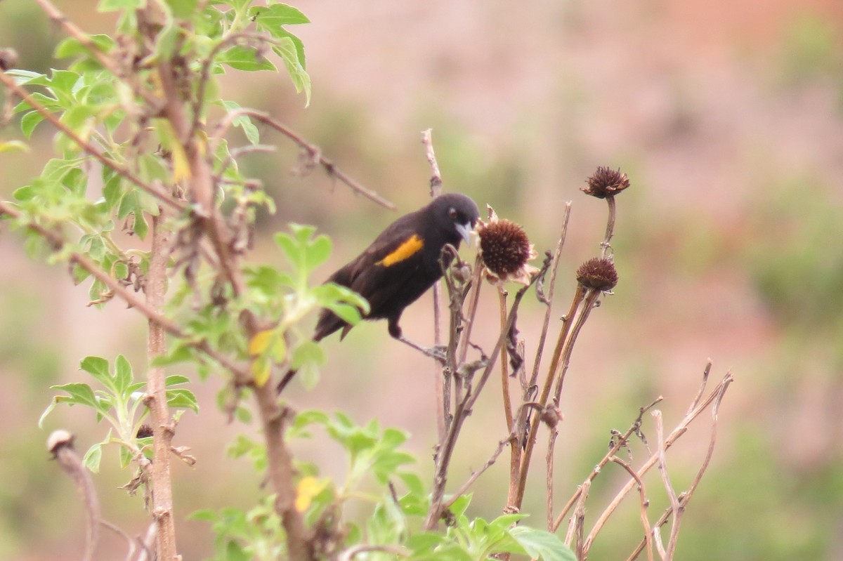 Variable Oriole - ML643376184