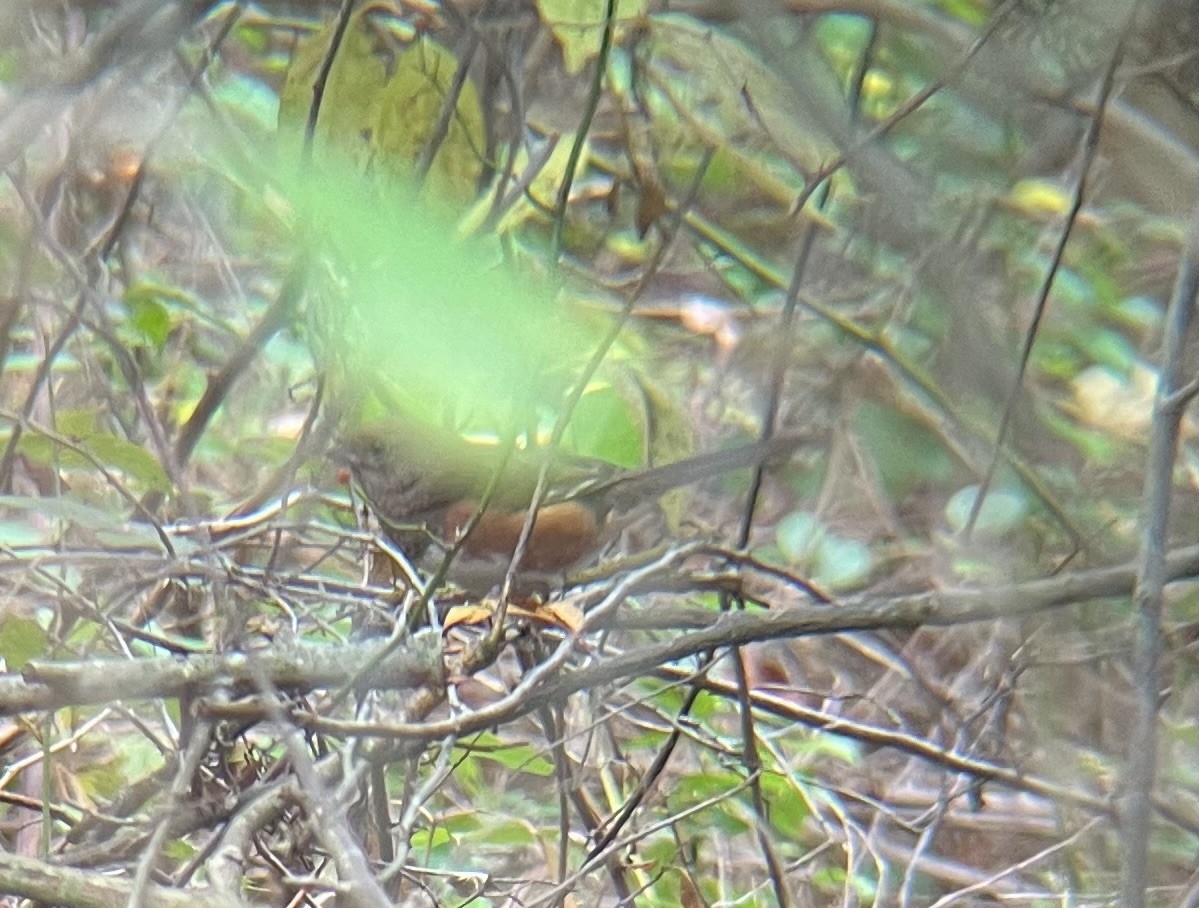 Eastern Towhee - ML643376186