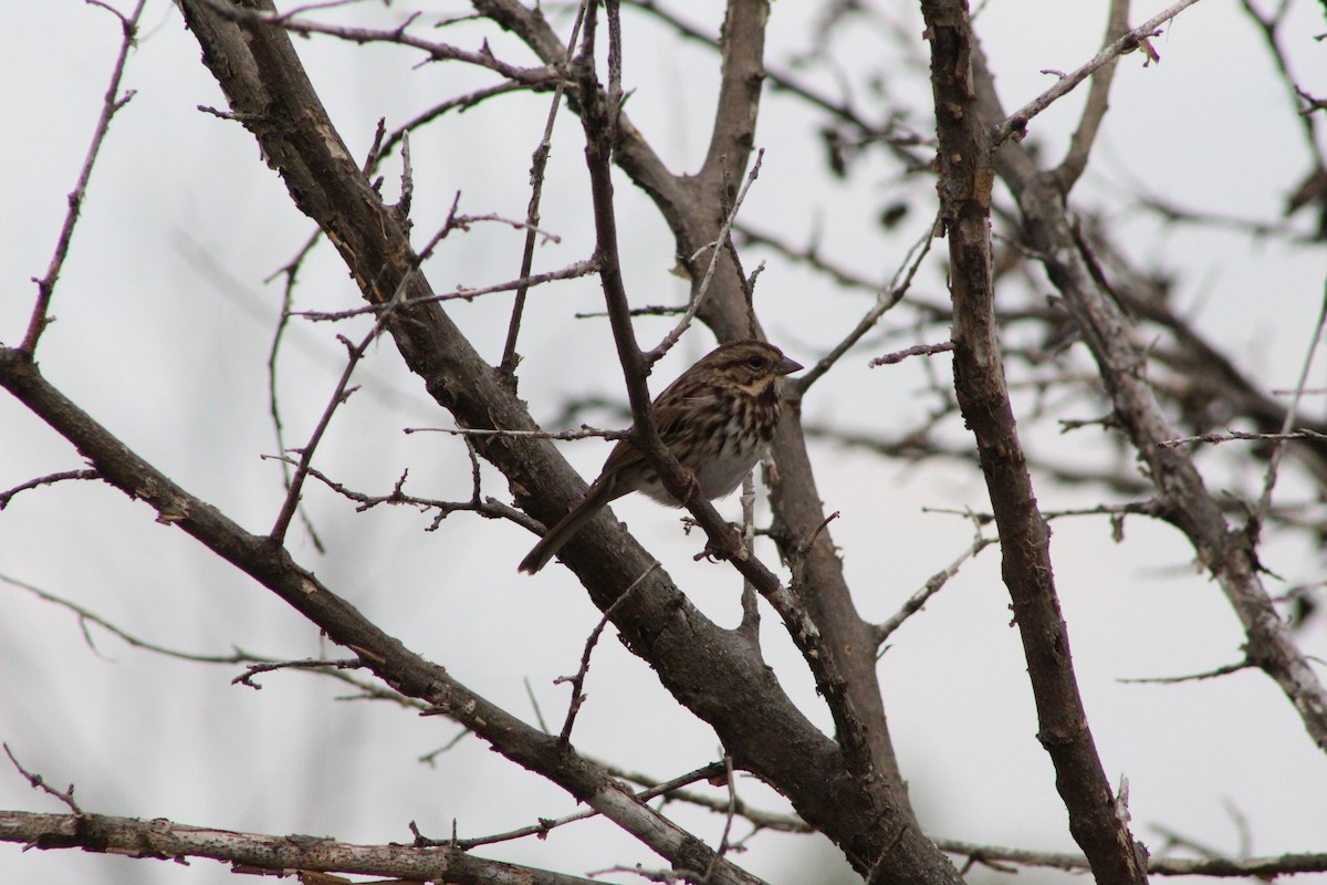 Song Sparrow - ML643376189