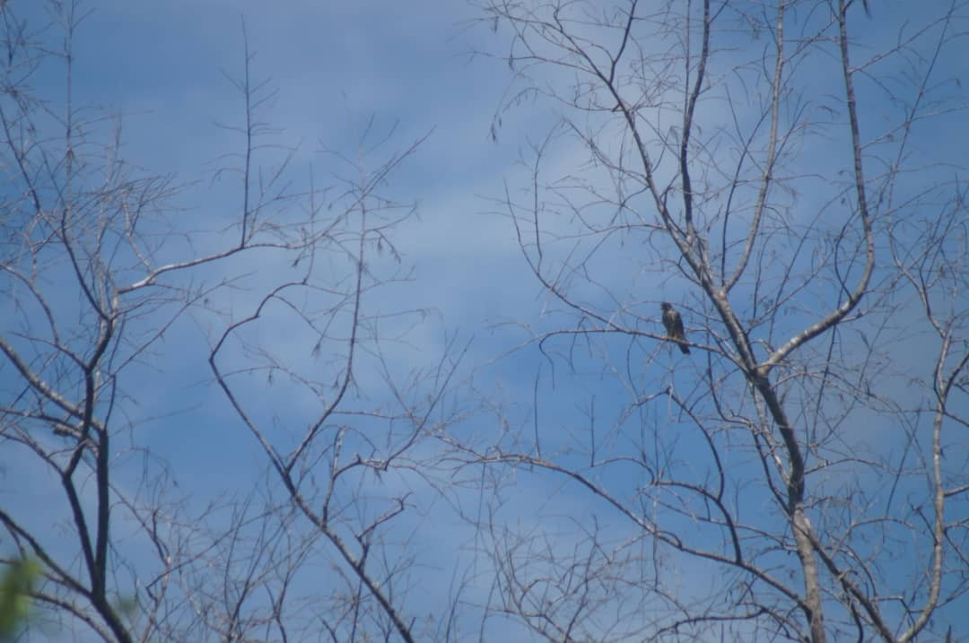 Merlin - ML643376190