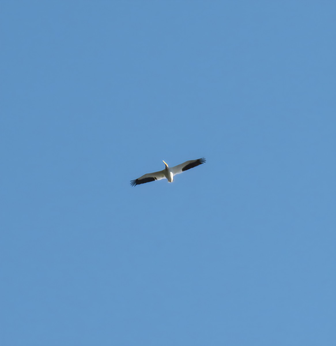 שקנאי אמריקני - ML643376204