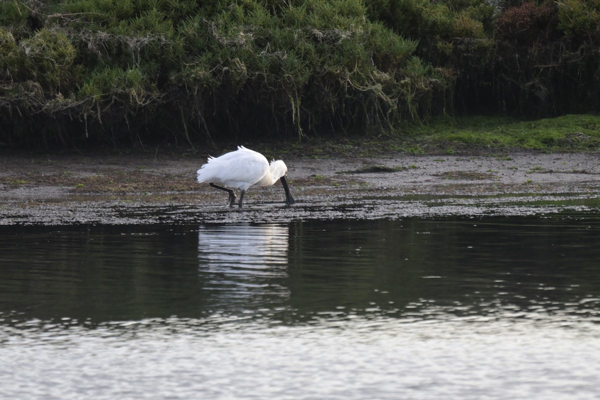 Royal Spoonbill - ML643376206
