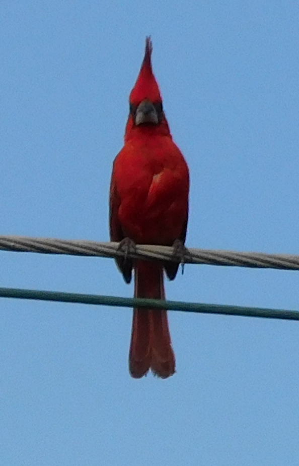 Vermilion Cardinal - ML643376207