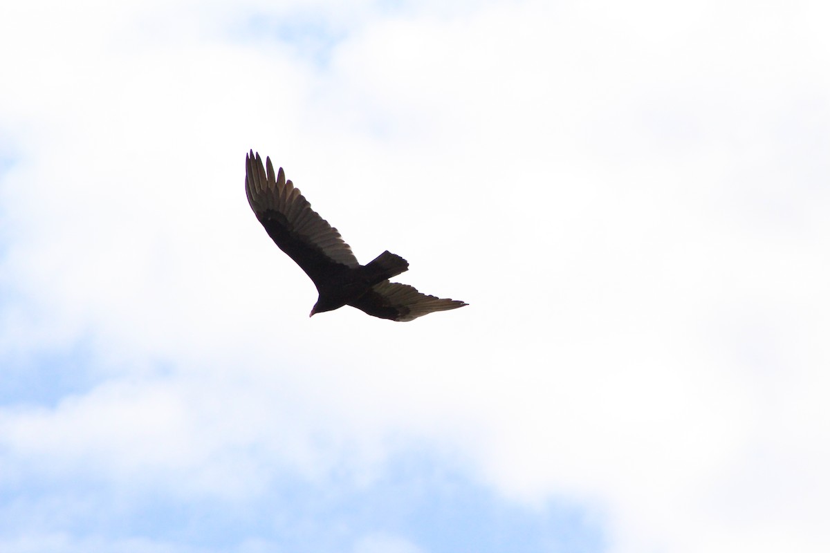 Turkey Vulture - ML643376212