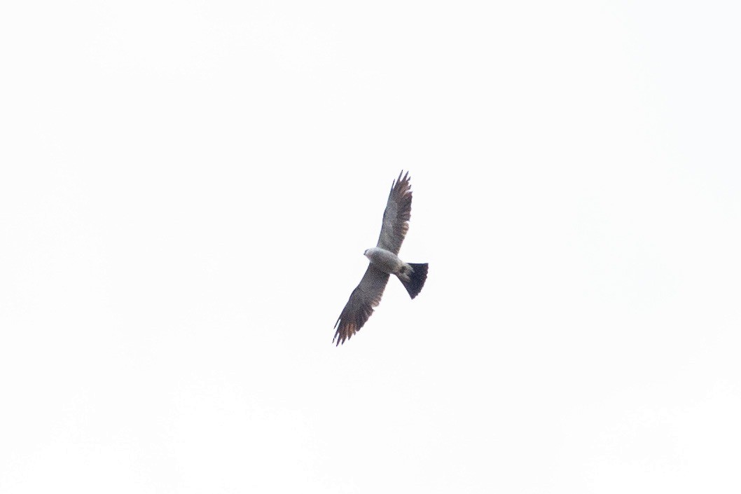Mississippi Kite - ML643376220