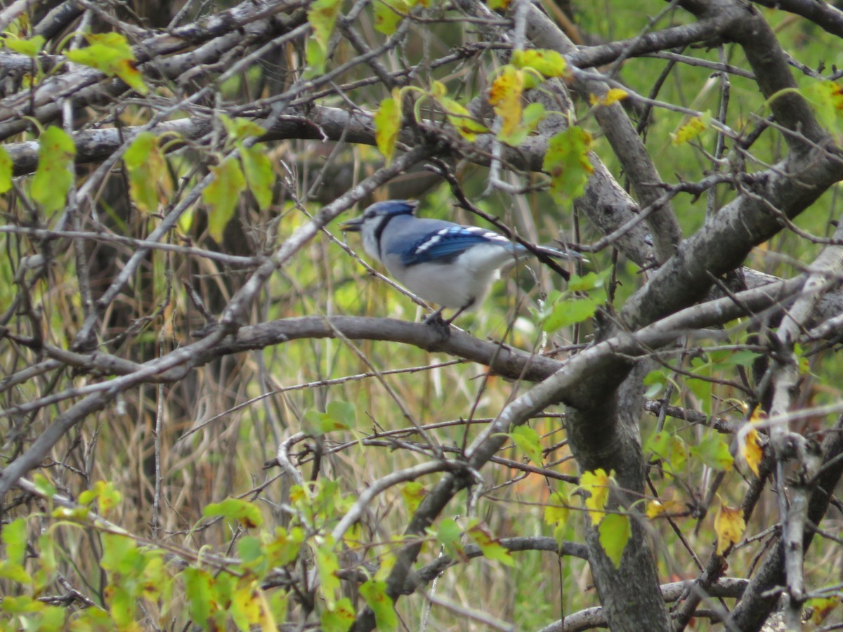 Blue Jay - ML643376226