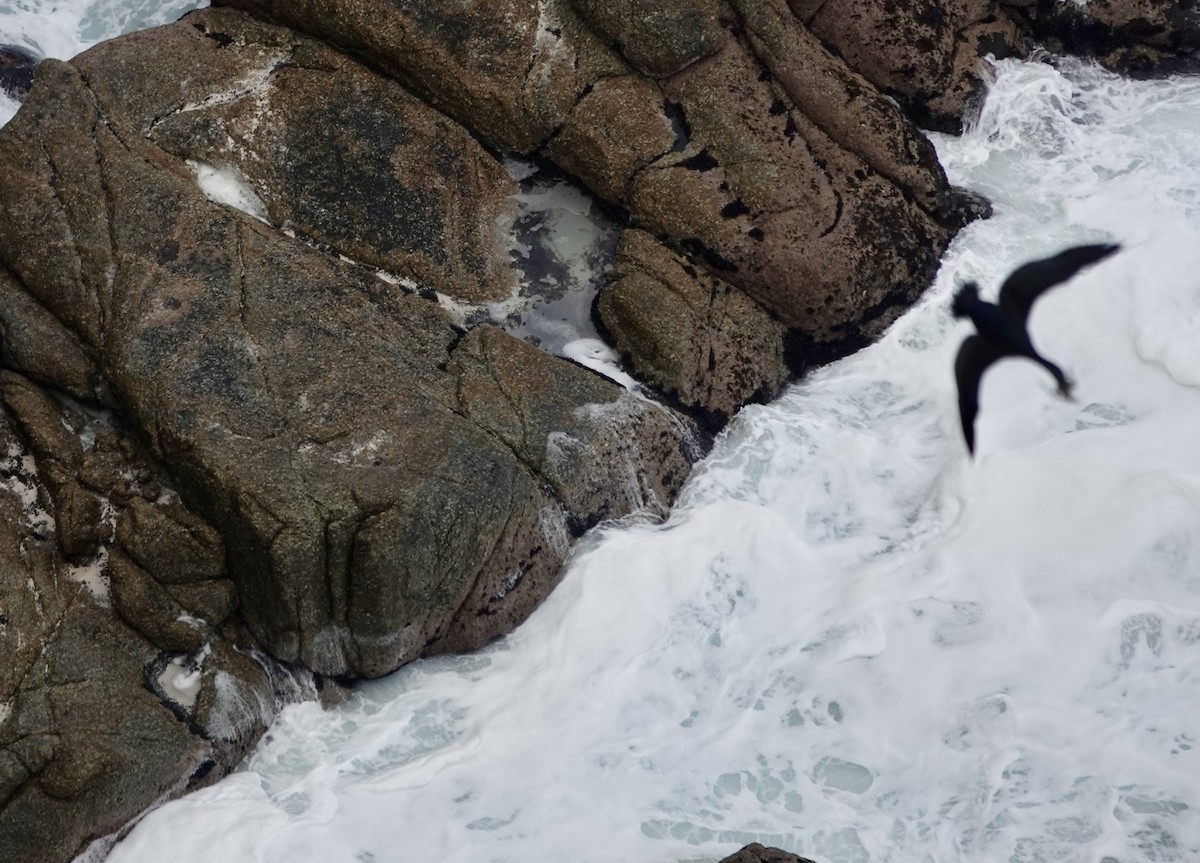 Cape Cormorant - ML643376239