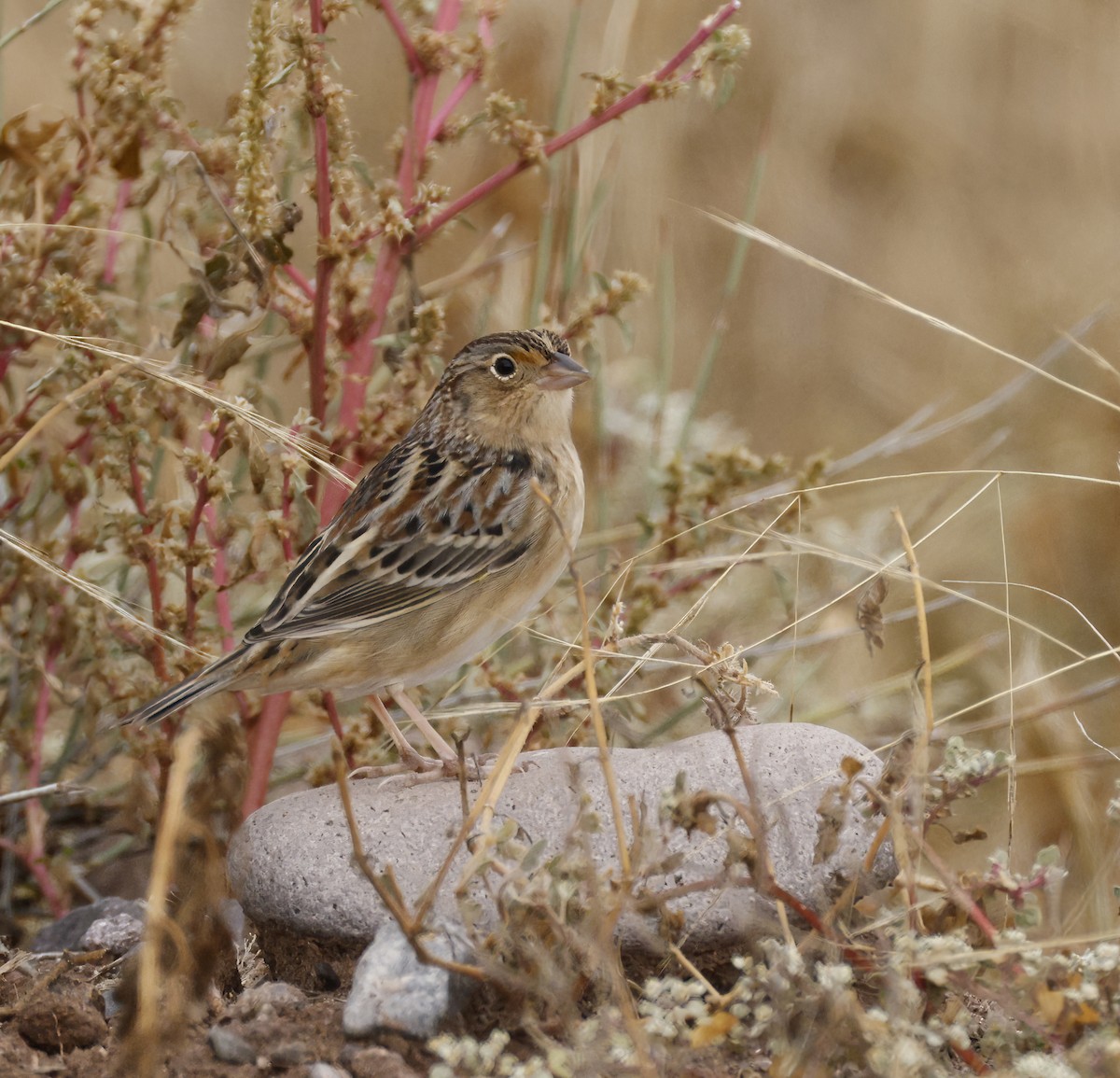 Grasshopper Sparrow - ML643376272