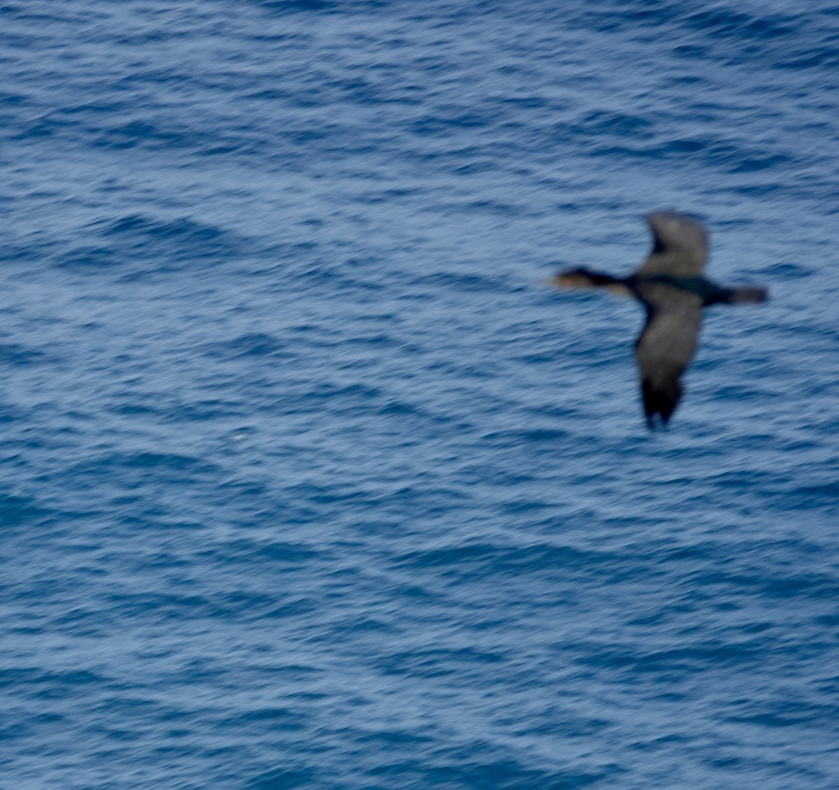 Cape Cormorant - ML643376279
