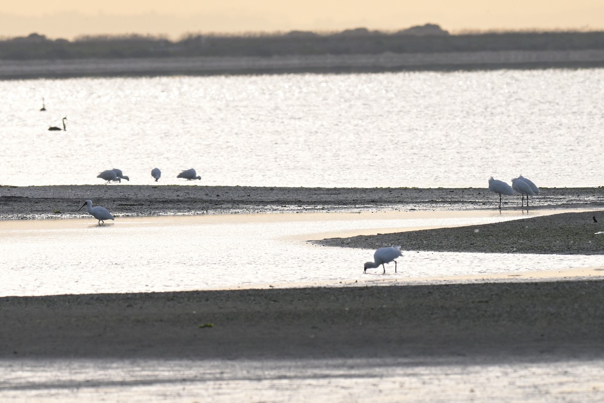 Royal Spoonbill - ML643376285