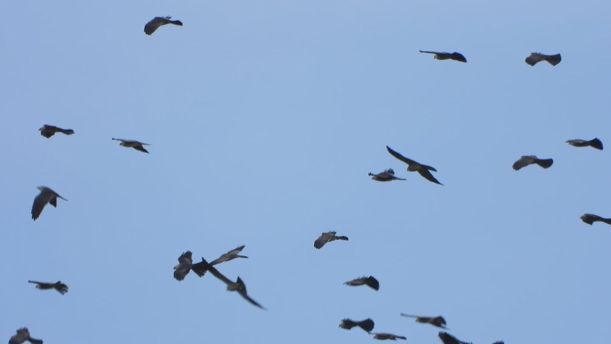 Broad-winged Hawk - ML643376289