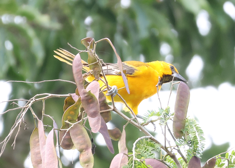 Altamira Oriole - ML643376291