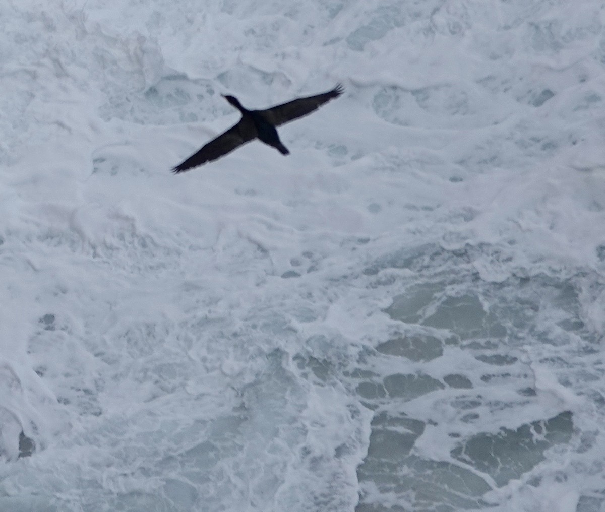 Cape Cormorant - ML643376292