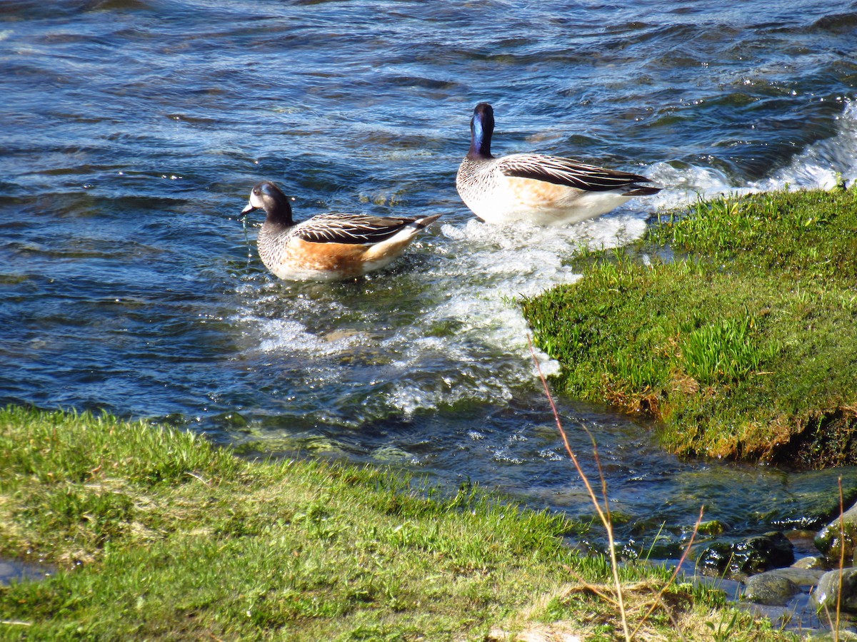 Chiloe Wigeon - ML643376293